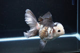 Thai Oranda  Panda 5.5 Inch (ID#1119To6c-110)