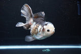 Thai Oranda  Panda 5.5 Inch (ID#1119To6c-110)