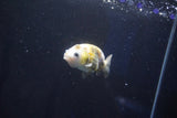 Baby Ranchu  Calico 2.5 Inch (ID#1025R9c-44) Free2Day SHIPPING