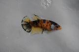 Juvenile Lionchu  Red White 3.5 Inch (ID#318R11a-14) Free2Day SHIPPING