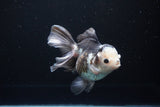 Thai Oranda  Panda 5.5 Inch (ID#1119To6c-110)