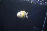 Baby Ranchu  Calico 2.5 Inch (ID#1025R9c-44) Free2Day SHIPPING