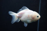 Yuan Bao Oranda  White 4 Inch (ID#0113Yb10b-82) Free2Day SHIPPING