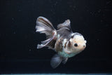 Thai Oranda  Panda 5.5 Inch (ID#1119To6c-110)