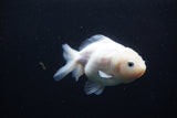 Yuan Bao Oranda  White 4 Inch (ID#0113Yb10b-82) Free2Day SHIPPING