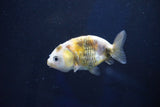 Baby Ranchu  Calico 2.5 Inch (ID#1025R9c-44) Free2Day SHIPPING