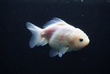 Yuan Bao Oranda  White 4 Inch (ID#0113Yb10b-82) Free2Day SHIPPING