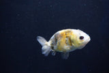 Baby Ranchu  Calico 2.5 Inch (ID#1025R9c-44) Free2Day SHIPPING