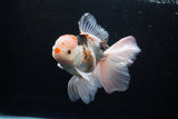 Thai Oranda  Tricolor 6 Inch (ID#1119To6c-111)