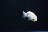 Baby Ranchu  Calico 2.5 Inch (ID#1025R9c-45) Free2Day SHIPPING