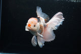 Thai Oranda  Tricolor 6 Inch (ID#1119To6c-111)