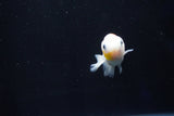 Baby Ranchu  Calico 2.5 Inch (ID#1025R9c-45) Free2Day SHIPPING