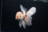 Thai Oranda  Tricolor 6 Inch (ID#1119To6c-111)