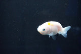 Baby Ranchu  Calico 2.5 Inch (ID#1025R9c-45) Free2Day SHIPPING