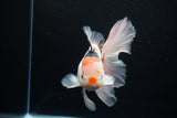 Thai Oranda  Tricolor 6 Inch (ID#1119To6c-111)