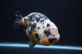 Jumbo Ranchu  Calico 5.5 Inch (ID#0110R14a-111)