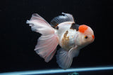 Thai Oranda  Tricolor 6 Inch (ID#1119To6c-111)