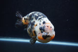 Jumbo Ranchu  Calico 5.5 Inch (ID#0110R14a-111)