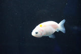 Baby Ranchu  Calico 2.5 Inch (ID#1025R9c-45) Free2Day SHIPPING