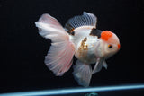 Thai Oranda  Tricolor 6 Inch (ID#1119To6c-111)