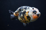 Jumbo Ranchu  Calico 5.5 Inch (ID#0110R14a-111)