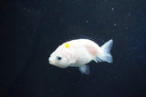 Baby Ranchu  Calico 2.5 Inch (ID#1025R9c-45) Free2Day SHIPPING