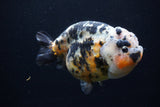 Jumbo Ranchu  Calico 5.5 Inch (ID#0110R14a-111)