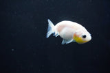 Baby Ranchu  Calico 2.5 Inch (ID#1025R9c-45) Free2Day SHIPPING