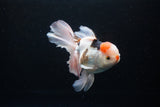 Thai Oranda  Tricolor 6 Inch (ID#1119To6c-111)