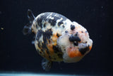 Jumbo Ranchu  Calico 5.5 Inch (ID#0110R14a-111)