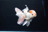 Thai Oranda  Tricolor 6 Inch (ID#1119To6c-111)