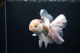 Thai Oranda  Tricolor 6 Inch (ID#1119To6c-111)