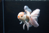 Thai Oranda  Tricolor 6 Inch (ID#1119To6c-111)