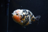 Jumbo Ranchu  Calico 5.5 Inch (ID#0110R14a-111)