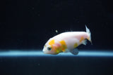 Baby Ranchu  Calico 2.5 Inch (ID#1025R9c-46) Free2Day SHIPPING