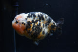 Jumbo Ranchu  Calico 5.5 Inch (ID#0110R14a-111)