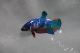 Juvenile Lionchu  Red White 3.5 Inch (ID#318R11a-15) Free2Day SHIPPING