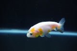 Baby Ranchu  Calico 2.5 Inch (ID#1025R9c-46) Free2Day SHIPPING