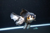 Thai Oranda  Tricolor 5.5 Inch (ID#1119To6c-112)