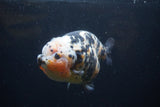 Jumbo Ranchu  Calico 5.5 Inch (ID#0110R14a-111)