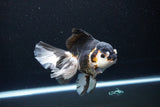 Thai Oranda  Tricolor 5.5 Inch (ID#1119To6c-112)