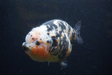 Jumbo Ranchu  Calico 5.5 Inch (ID#0110R14a-111)