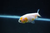 Baby Ranchu  Calico 2.5 Inch (ID#1025R9c-46) Free2Day SHIPPING