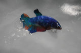 Juvenile Lionchu  Red White 3.5 Inch (ID#318R11a-15) Free2Day SHIPPING