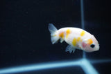 Baby Ranchu  Calico 2.5 Inch (ID#1025R9c-46) Free2Day SHIPPING