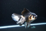 Thai Oranda  Tricolor 5.5 Inch (ID#1119To6c-112)