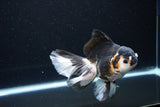 Thai Oranda  Tricolor 5.5 Inch (ID#1119To6c-112)