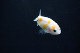 Baby Ranchu  Calico 2.5 Inch (ID#1025R9c-46) Free2Day SHIPPING