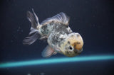 Juvenile Lionchu  Red White 3.5 Inch (ID#318R11a-15) Free2Day SHIPPING