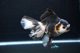 Thai Oranda  Tricolor 5.5 Inch (ID#1119To6c-112)